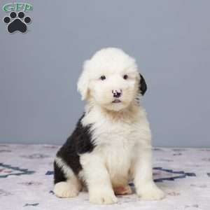 Houston, Old English Sheepdog Puppy